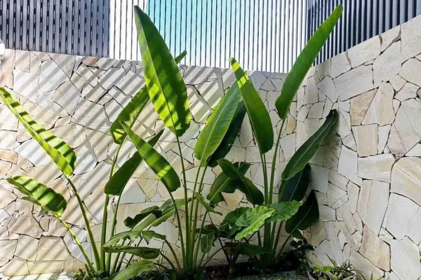 House 5