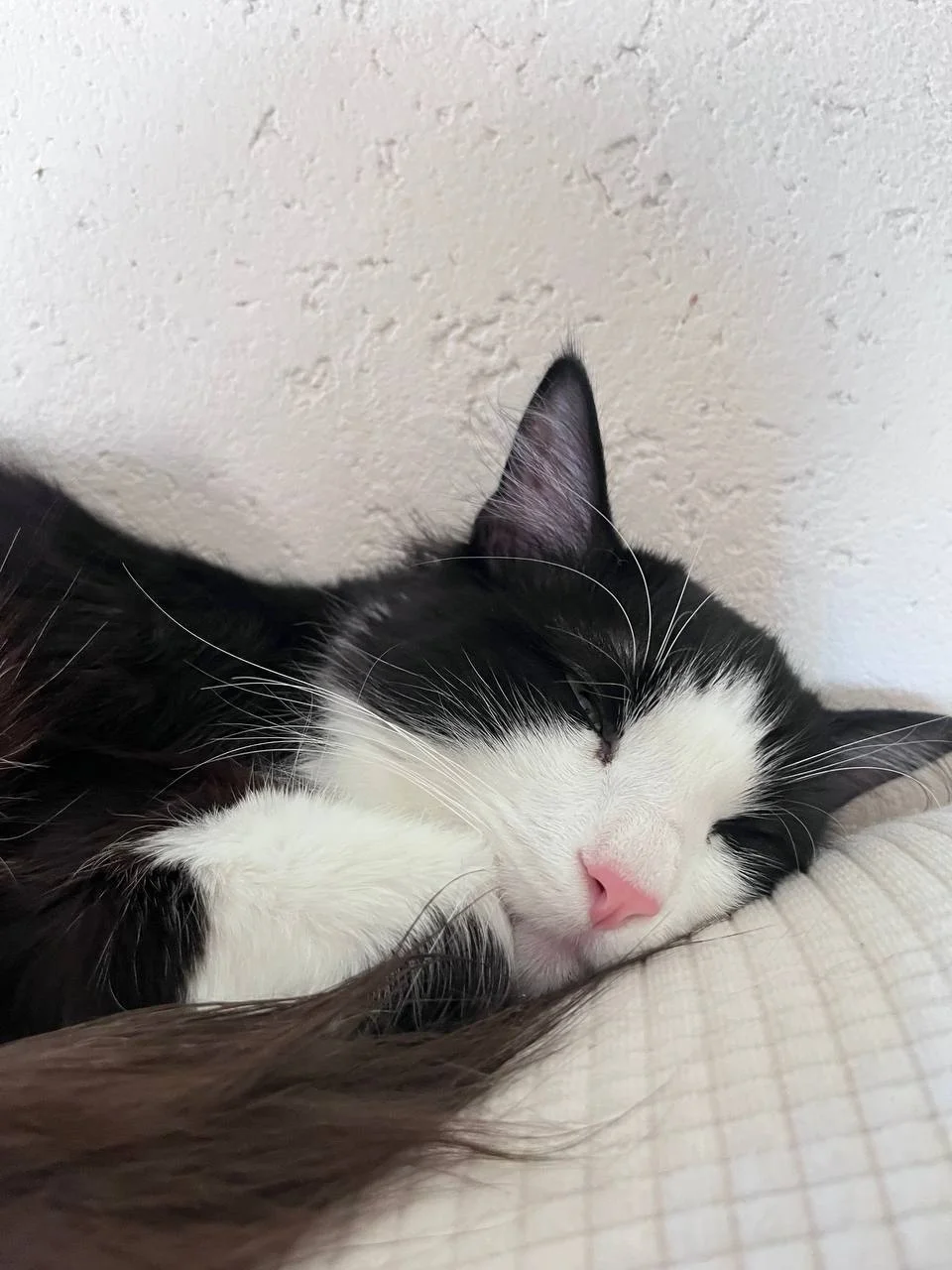 Передержка животных в Нячанге